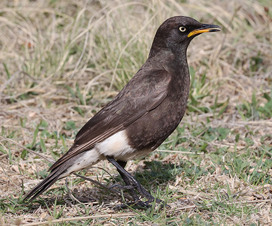 Pied Starling